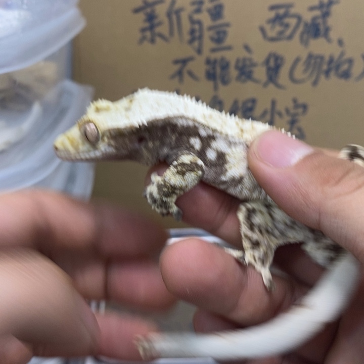 睫角守宫12.2十三