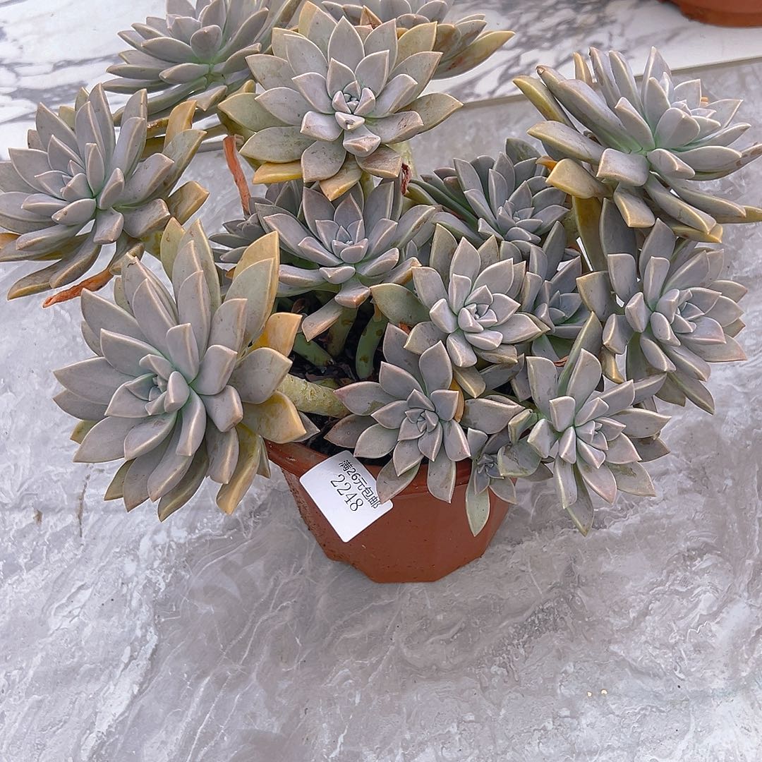 ****️2248太子妃多肉植物