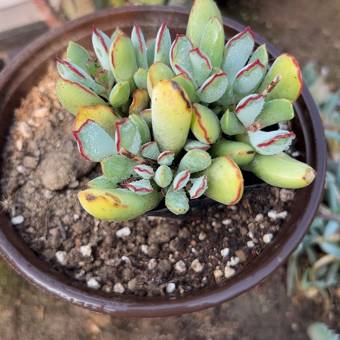 多肉植物巧克力线