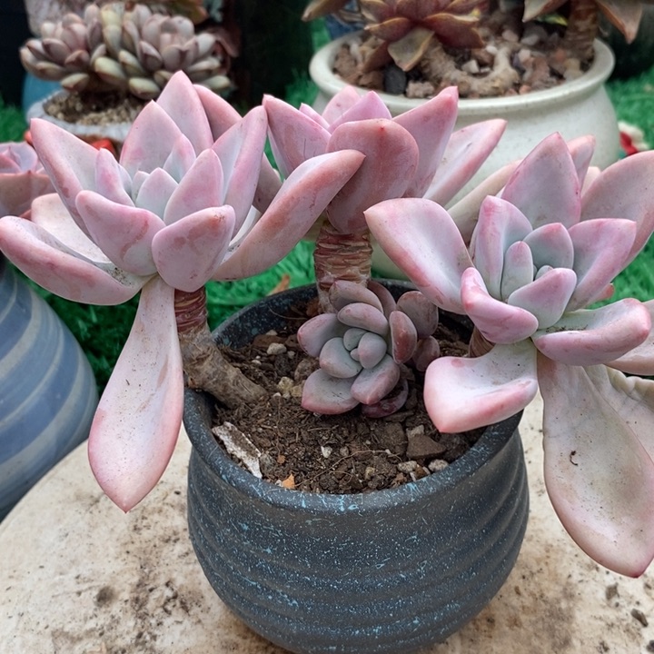 奥普老桩整无砍多肉