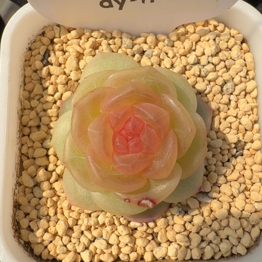 0129-017-追月单头