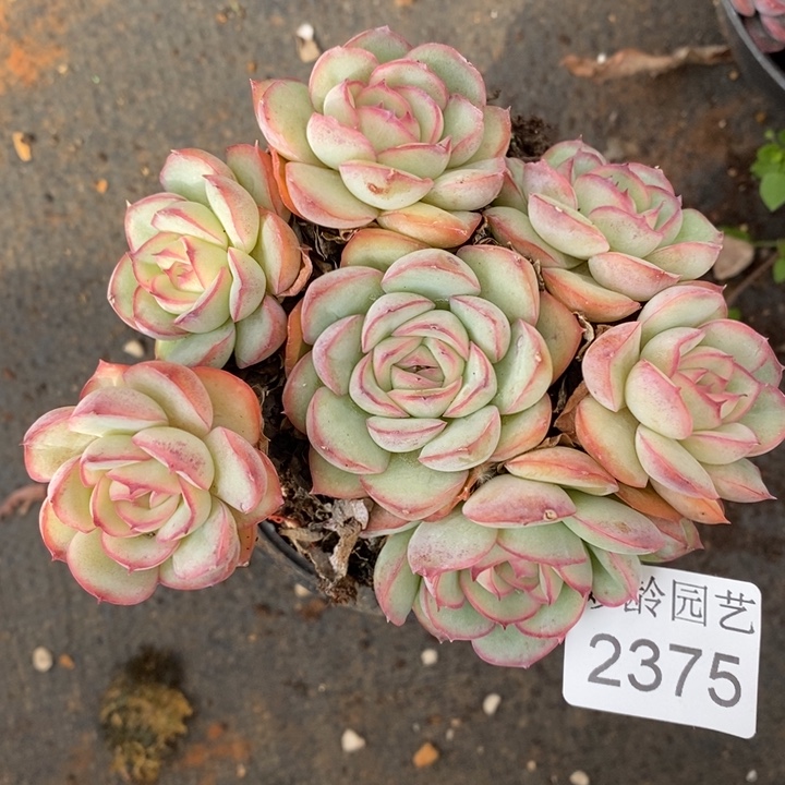 2375杂交老桩基地～10厘米