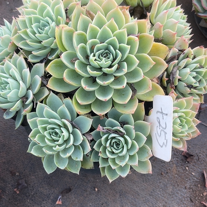 南***菜两单包邮，一物一拍253