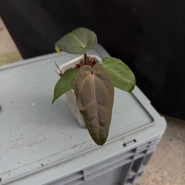 黑帅籽播 花烛热植