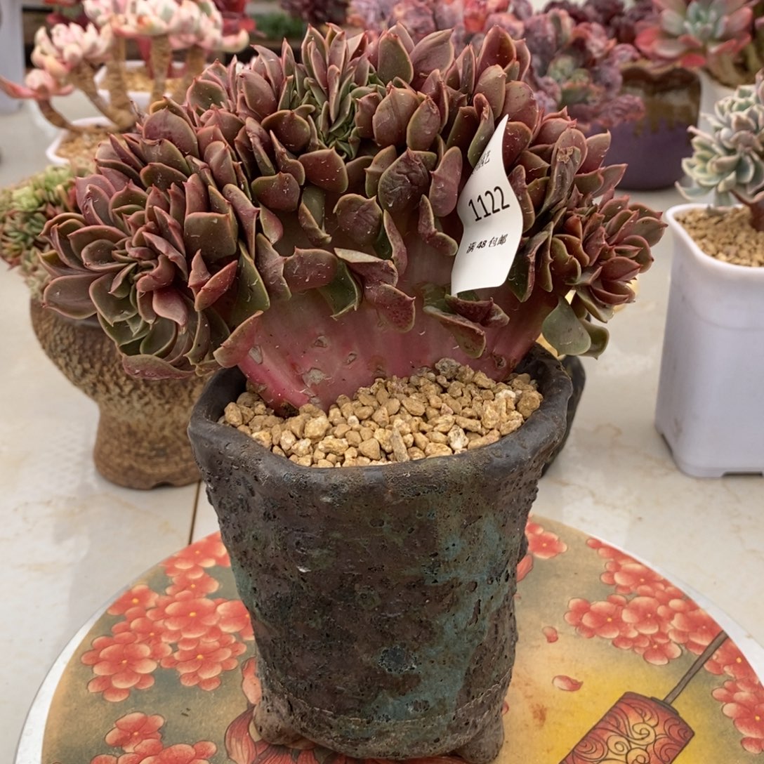 *****红灯缀化多肉多肉1122