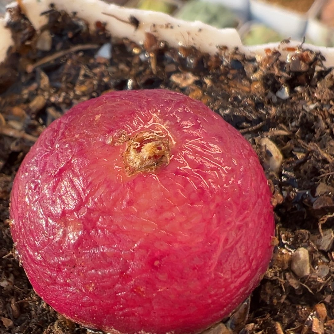 69多肉植物百科植物