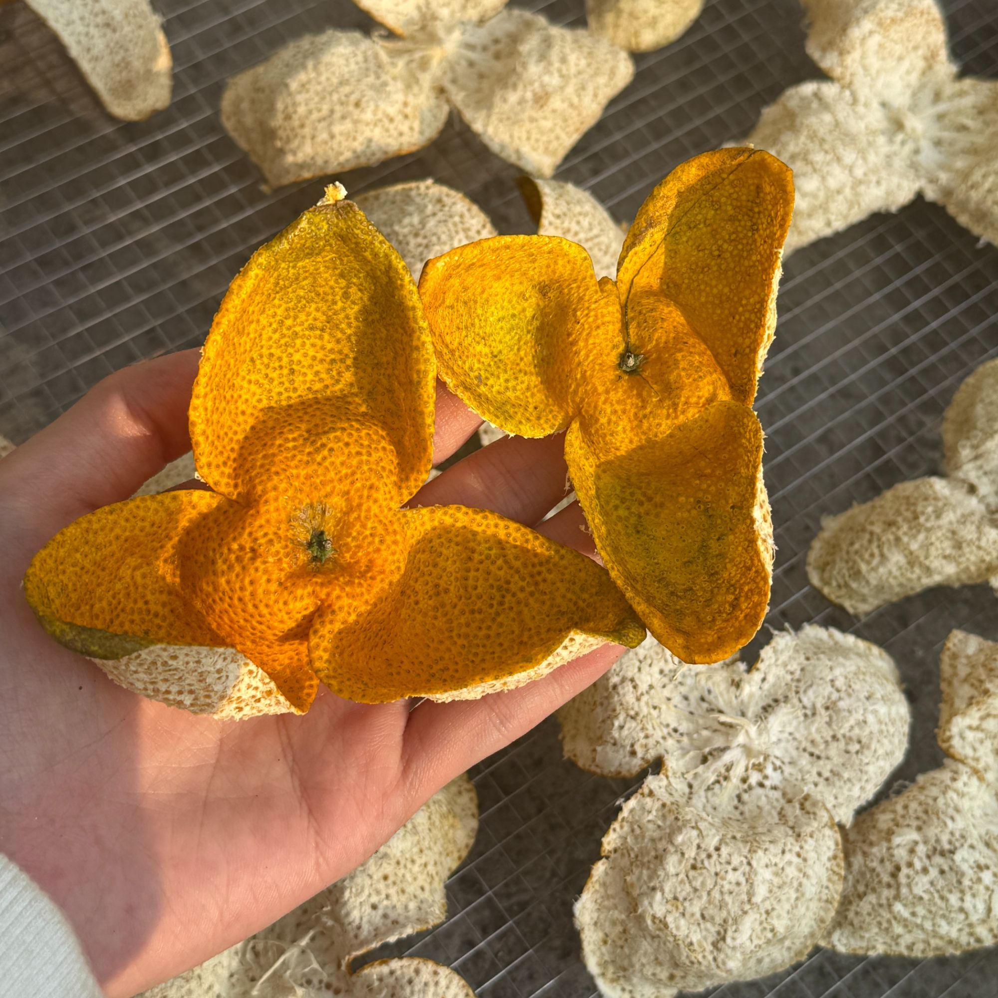 【油皮仔大红】2025原枝天马大红油皮仔 12年老树（花香 爆油眼）