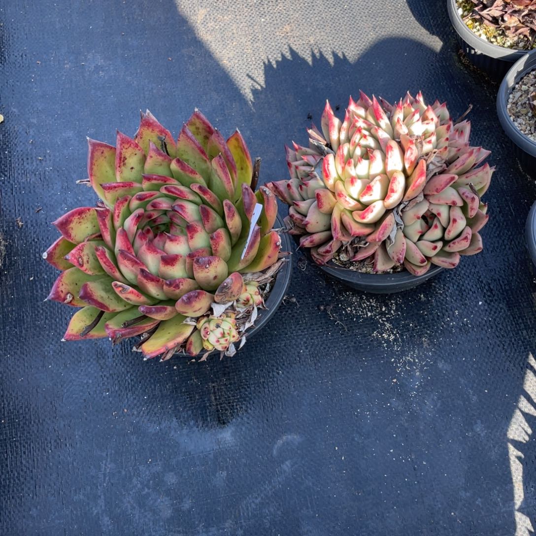 无花朵若如东云单拍B303