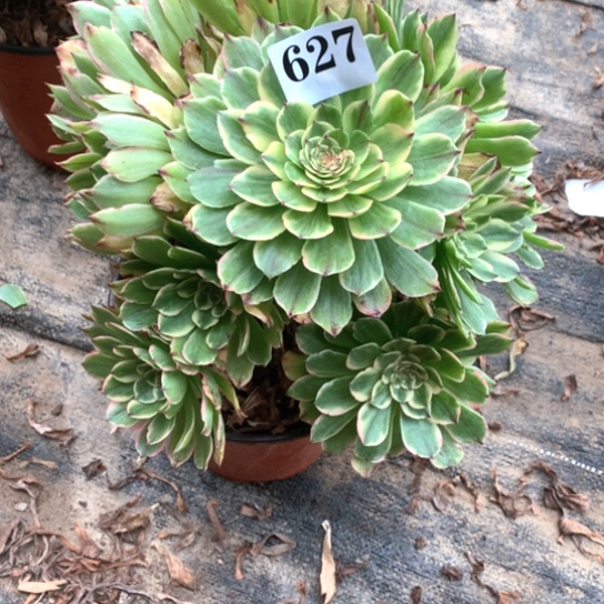 多肉植物玉兔627