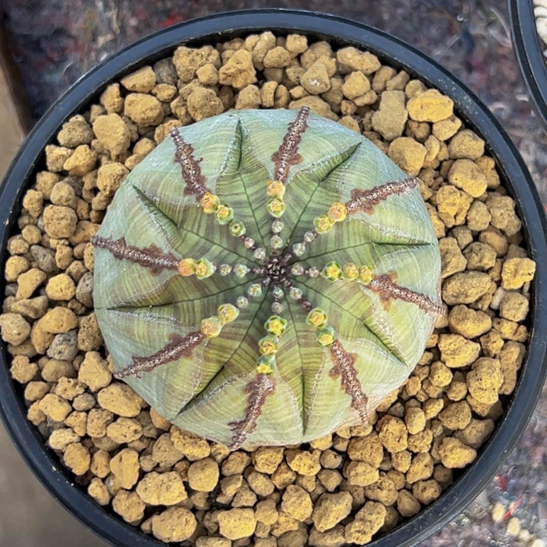 m蛋糕造型布纹球