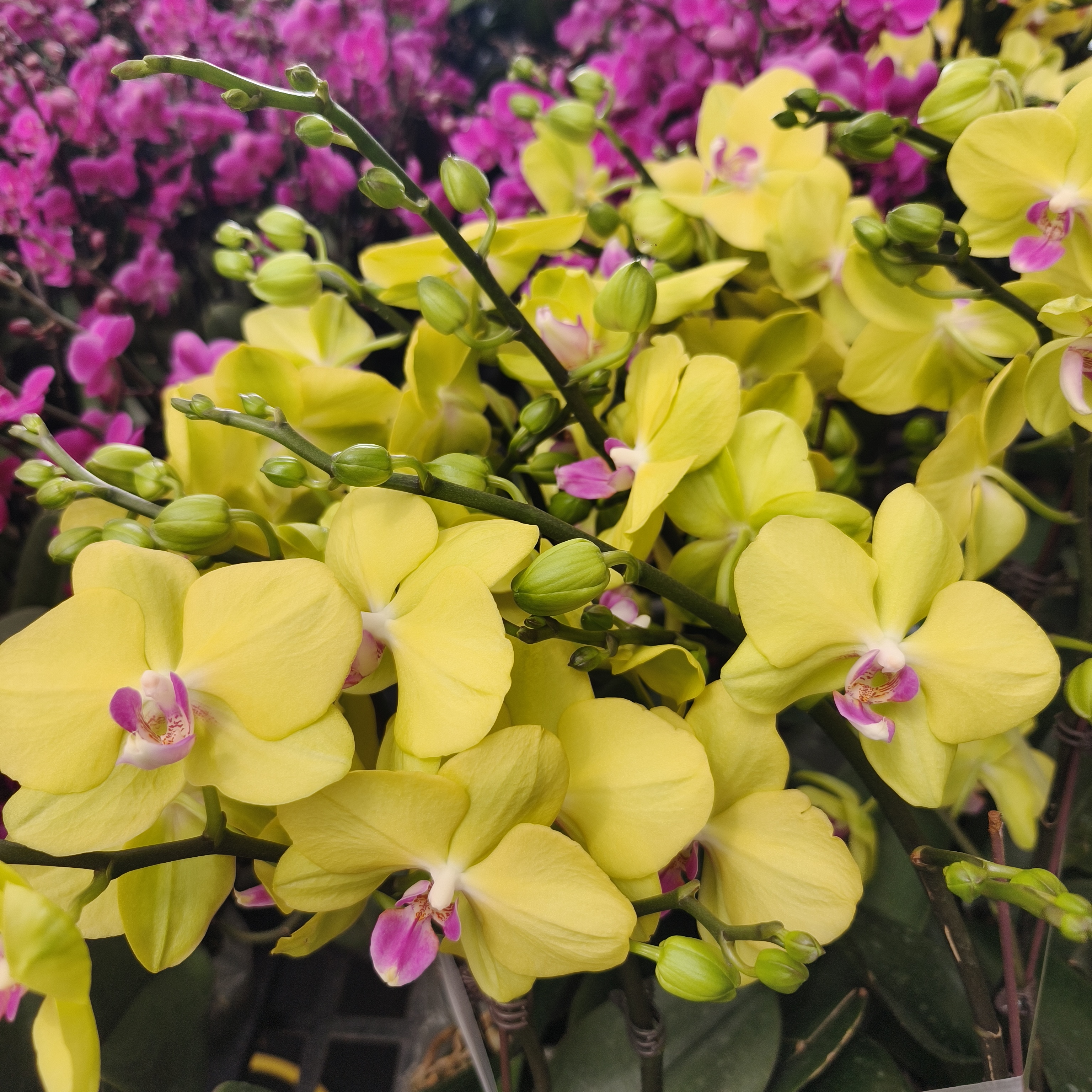 甜格格蝴蝶兰盆栽发货