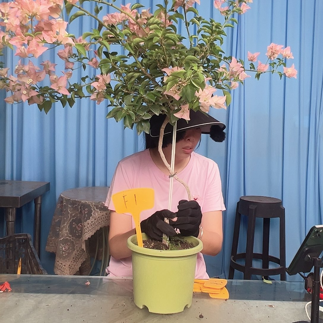 清***河大部分开放少量花苞F1卡亚塔