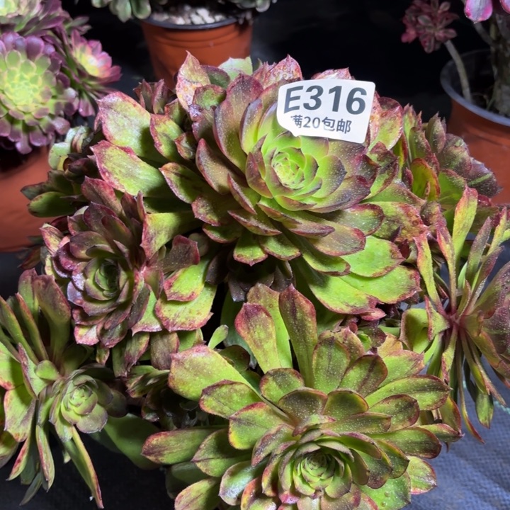 瑞妈一物一拍316