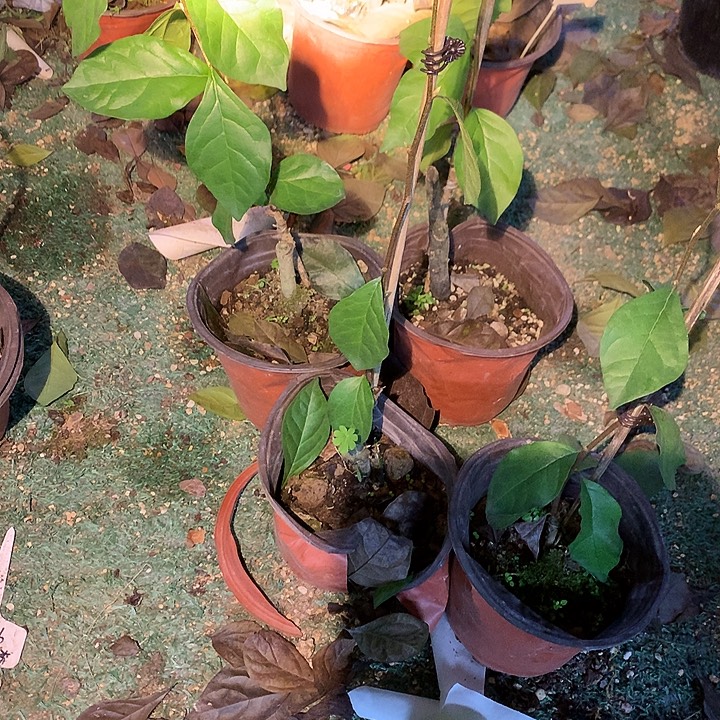 无花朵盲盒嫁接苗15.8