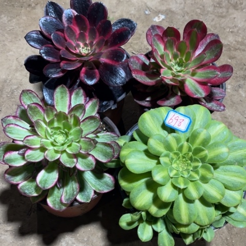 698多肉植物组合