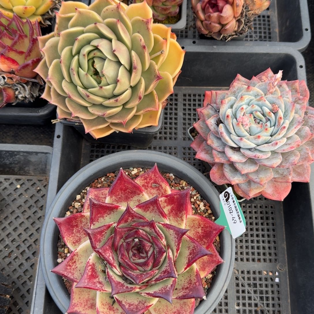 从前慢多肉精选编号0102.49