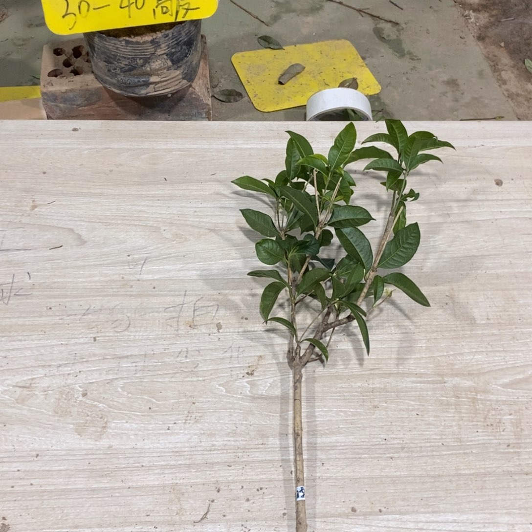 当前无花栽培后可以开花一物一拍的桂花