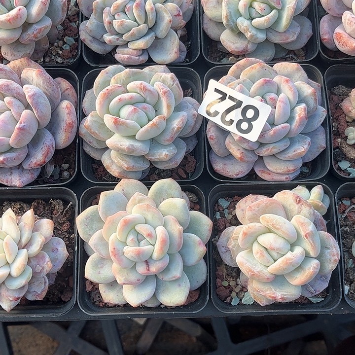 樱*?多肉植物一物一拍
