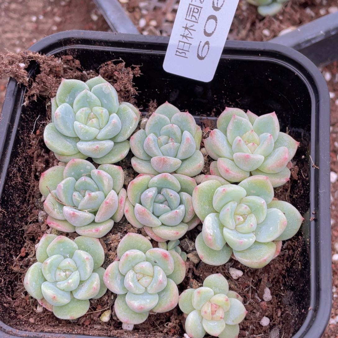 多肉植物多肉植物606