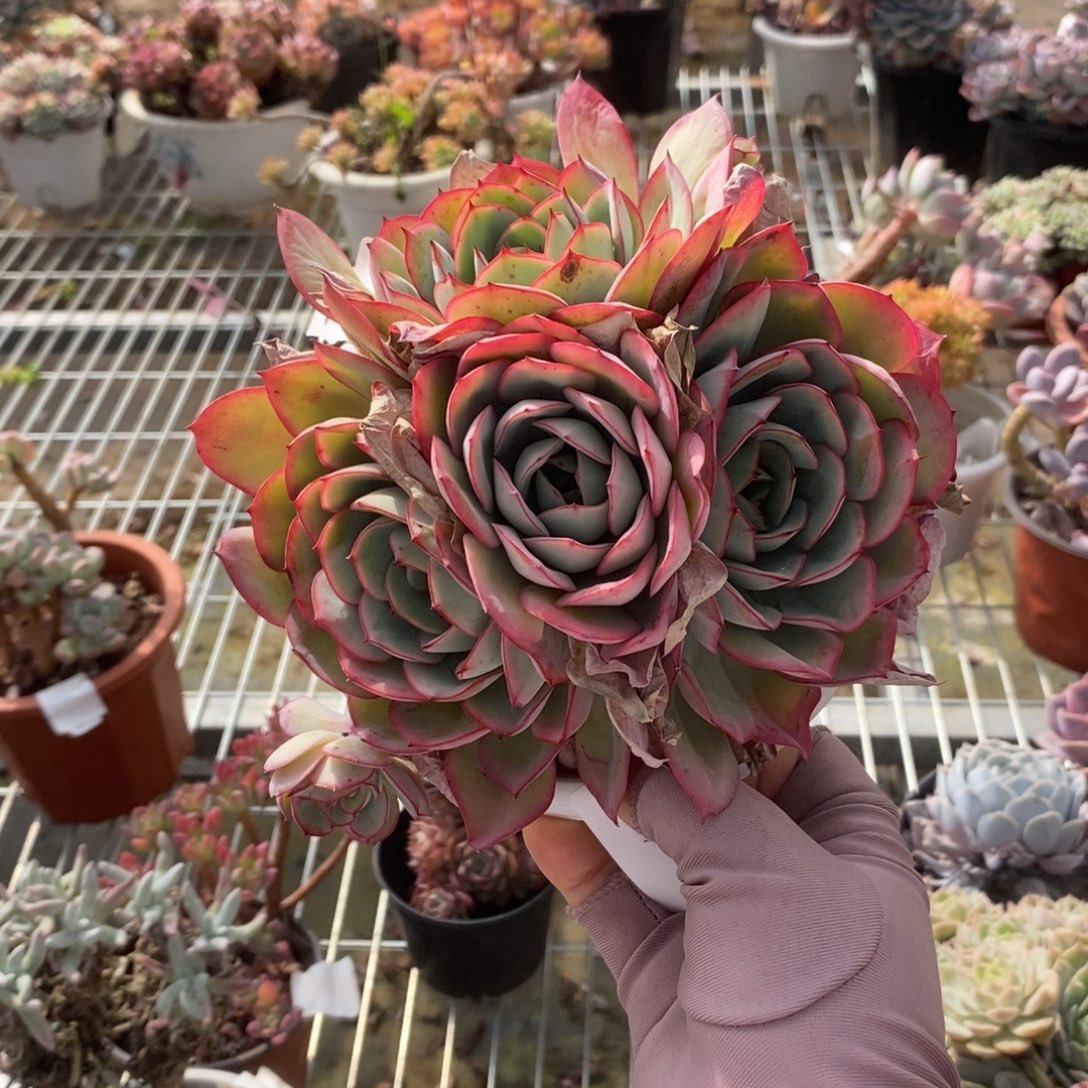 5927牡丹亭一物一拍