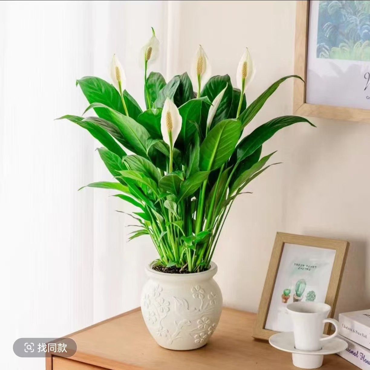 白掌一帆风顺盆栽水培土培室内花卉净化空气好养绿植