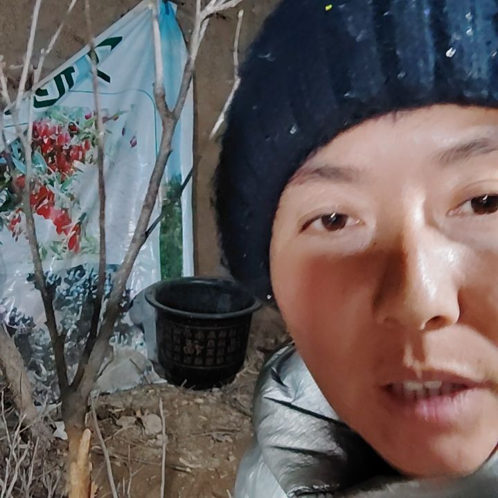 物***语完全开放文冠树一颗