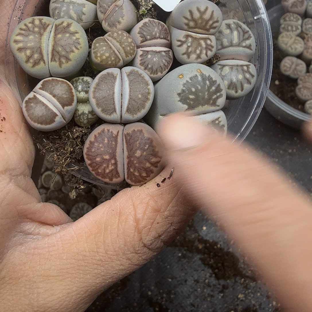 这个点睡一回是为了594好