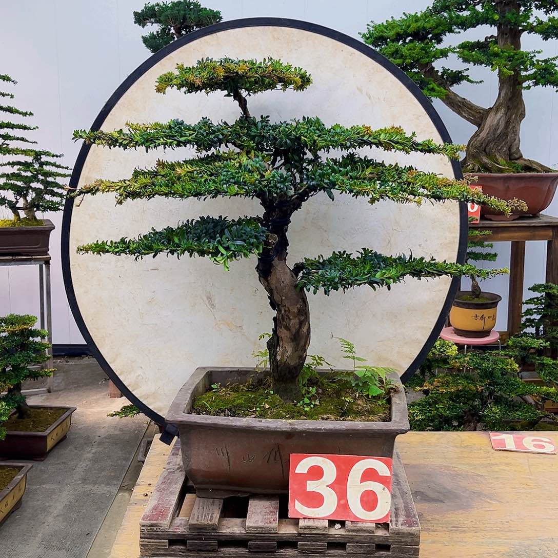 无花朵福建大哥一物一拍