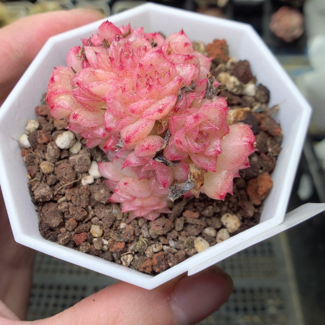 F65y y y t t t t t t y t t t