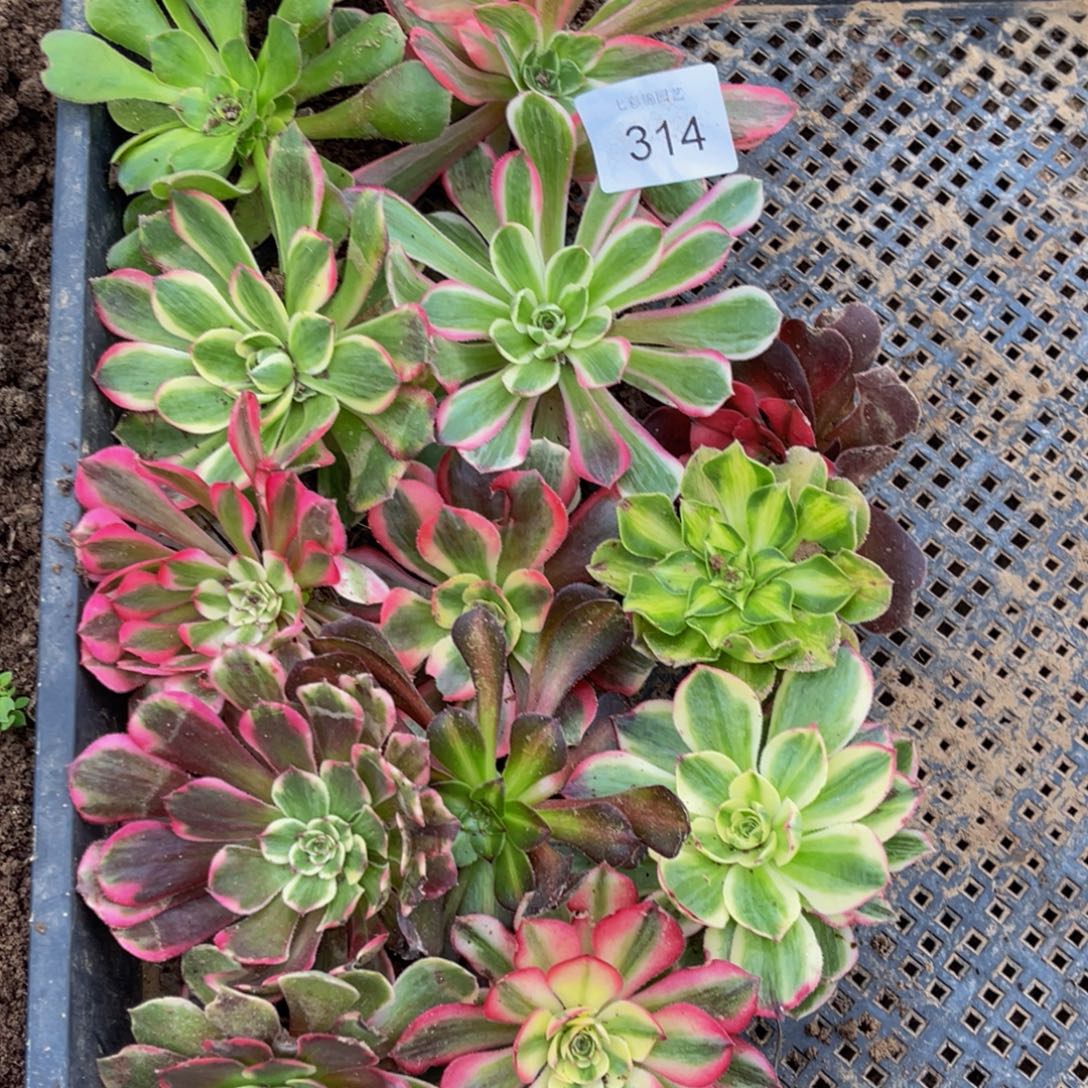 314筐拍品种重复6公分无售后