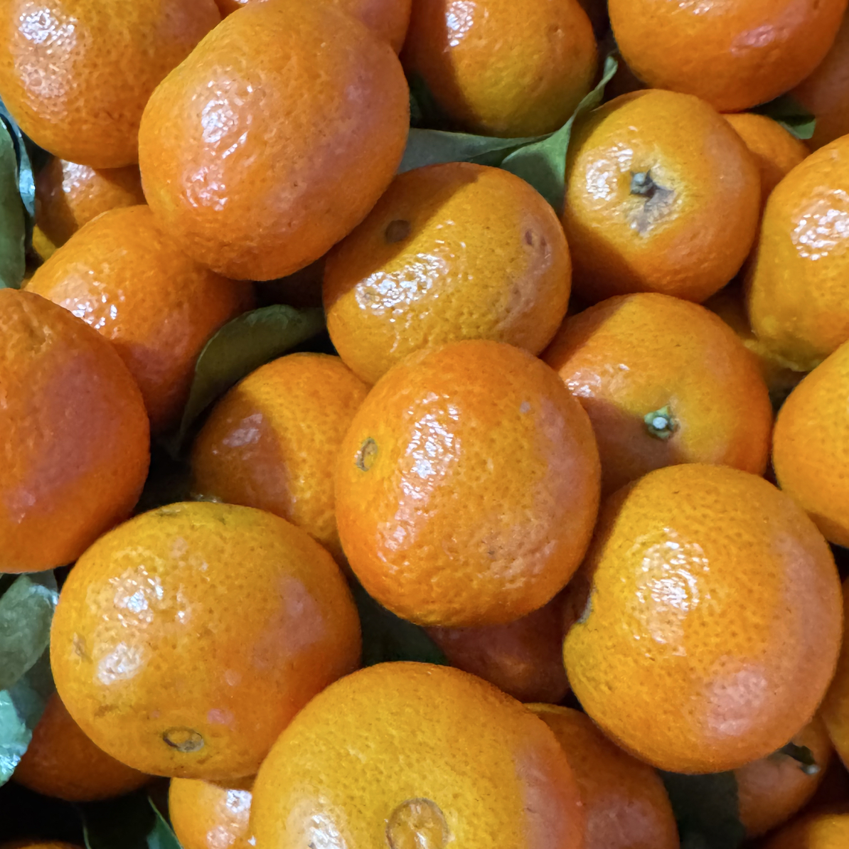 砂糖橘  约500g广西壮族自治区