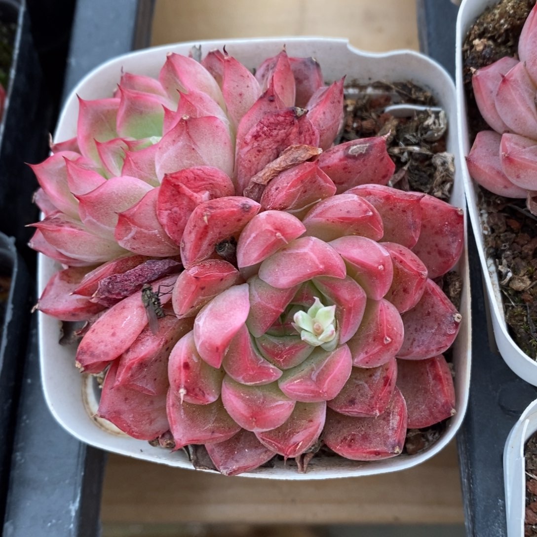 精品多肉一物一拍不包整15