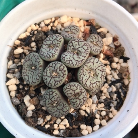 多肉肉锥 10头墨小锥