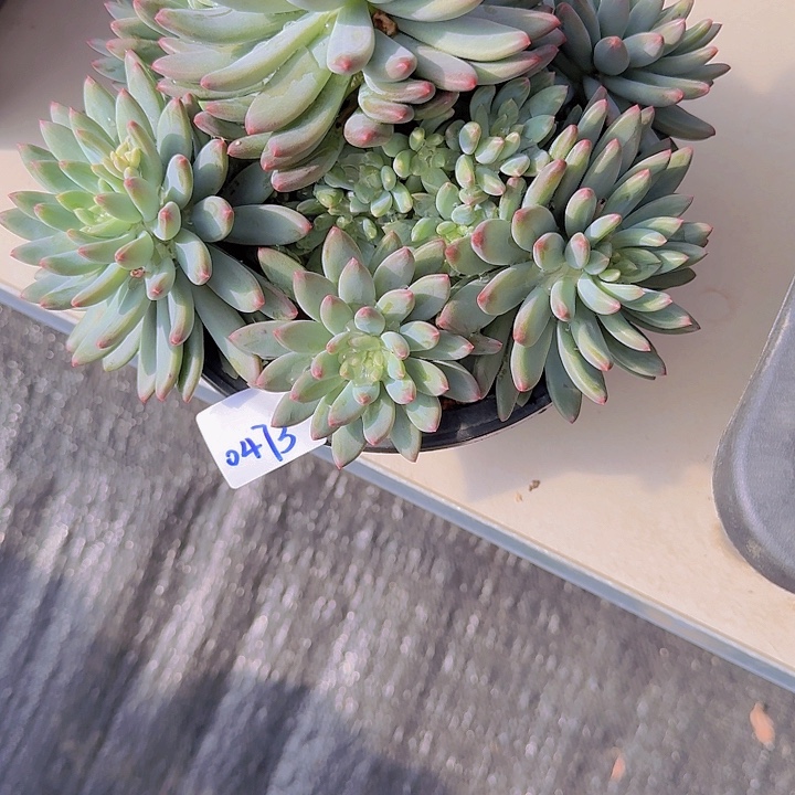 0473烟花美人多肉植物