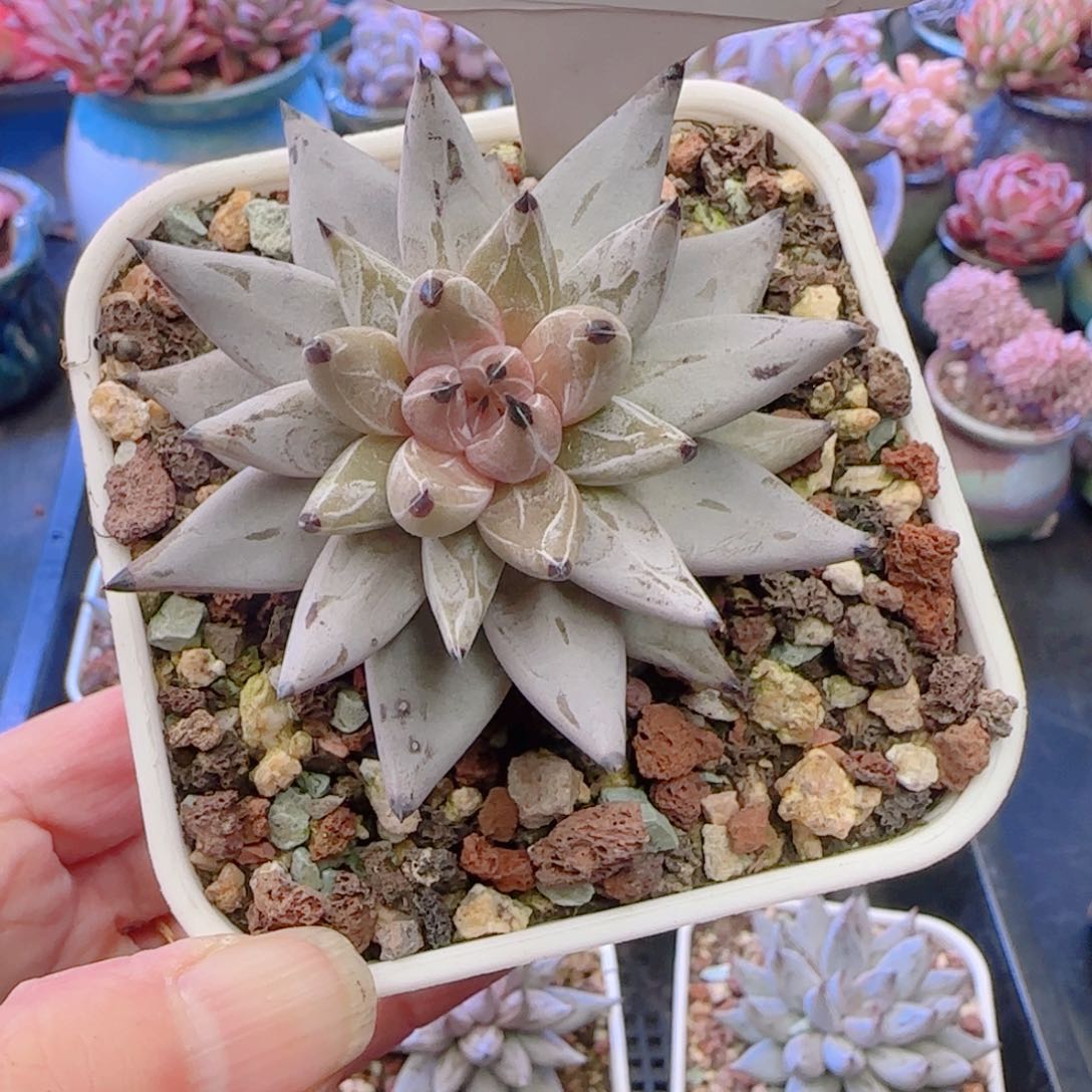 孙*娘多肉植物3017……………