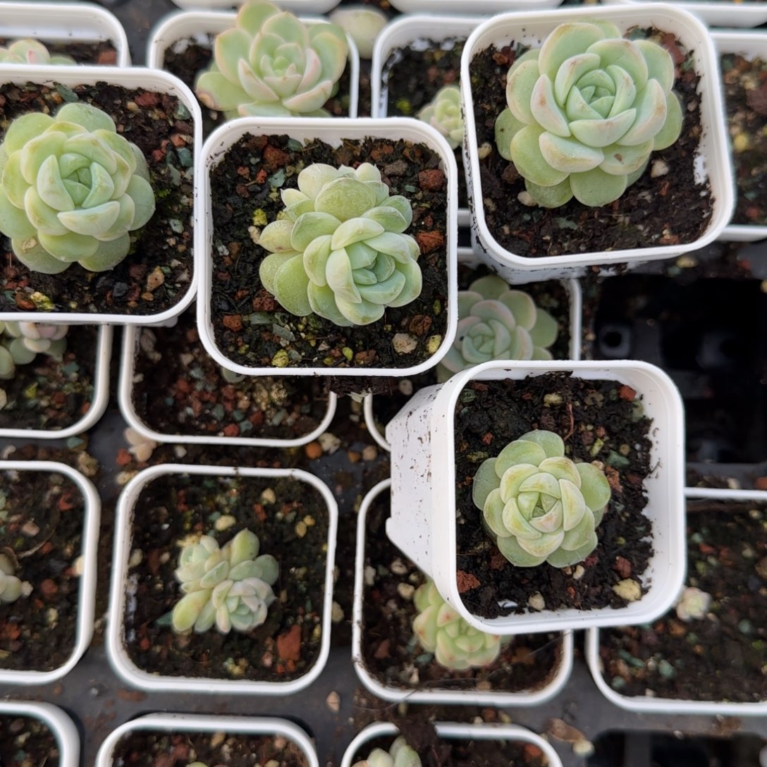 财富442 盆一个满25包邮