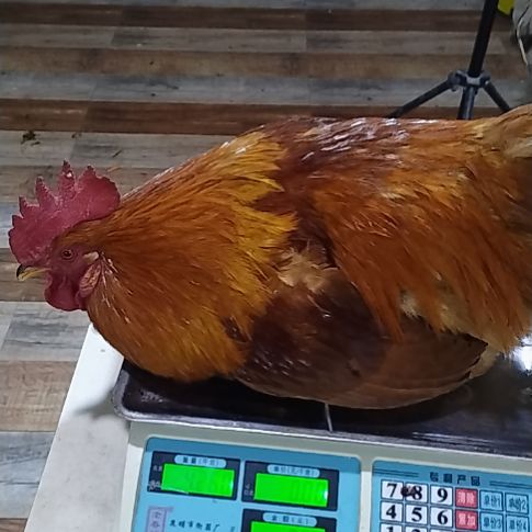 2天中国大陆贵州土鸡