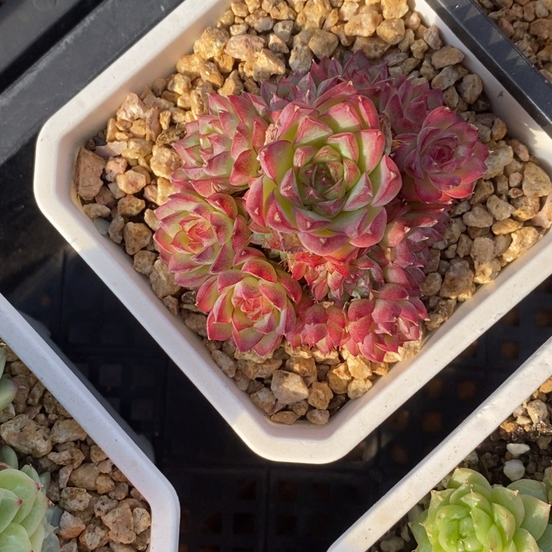 精品多肉一物一拍不包整40