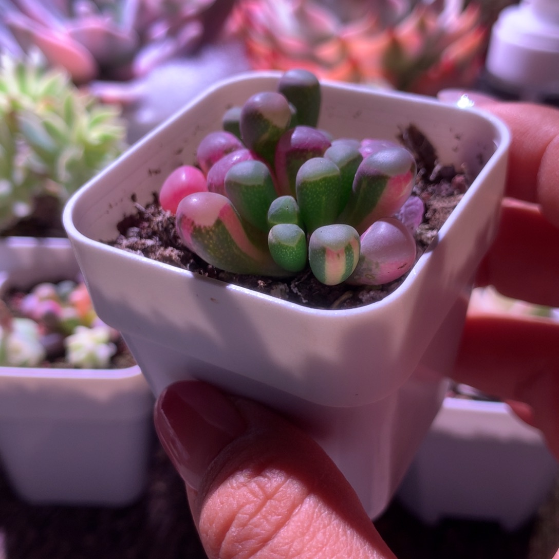 五十铃玉锦有根有