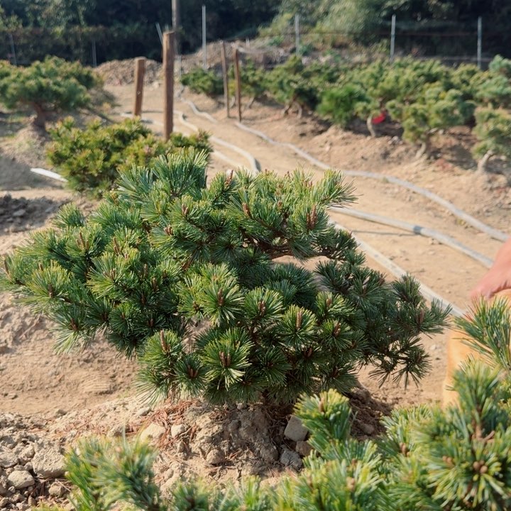 无花朵一****光f h j k l