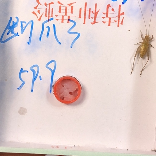 红***青蟋蟀是是是是是是是是是