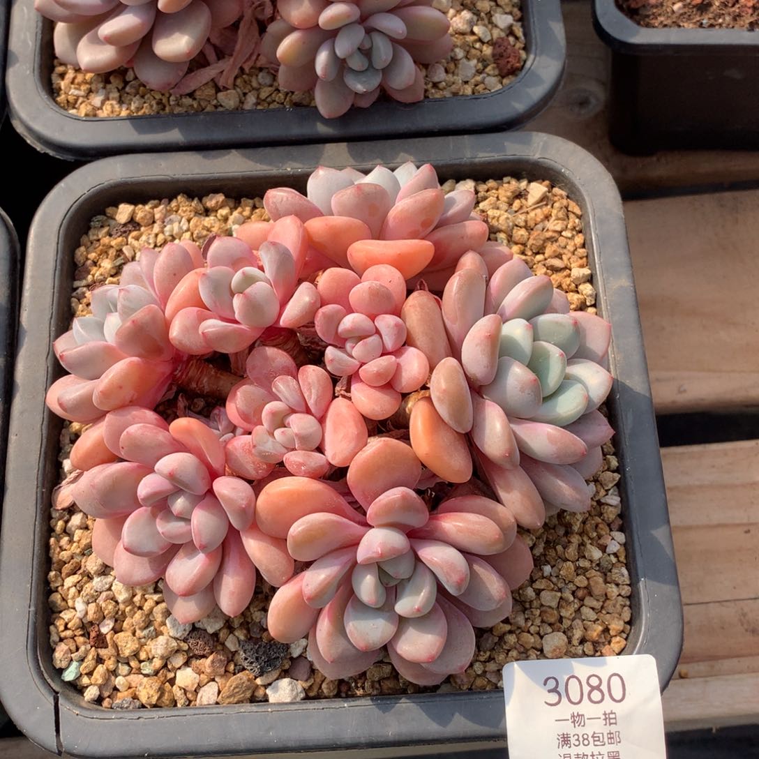 15.5厘米八头无砍花斑鹿3080