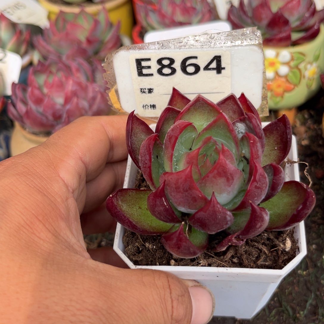 惊鸿一瞥864号多肉