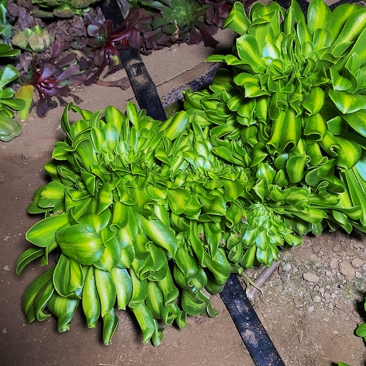 翡翠琉璃缀多肉植物