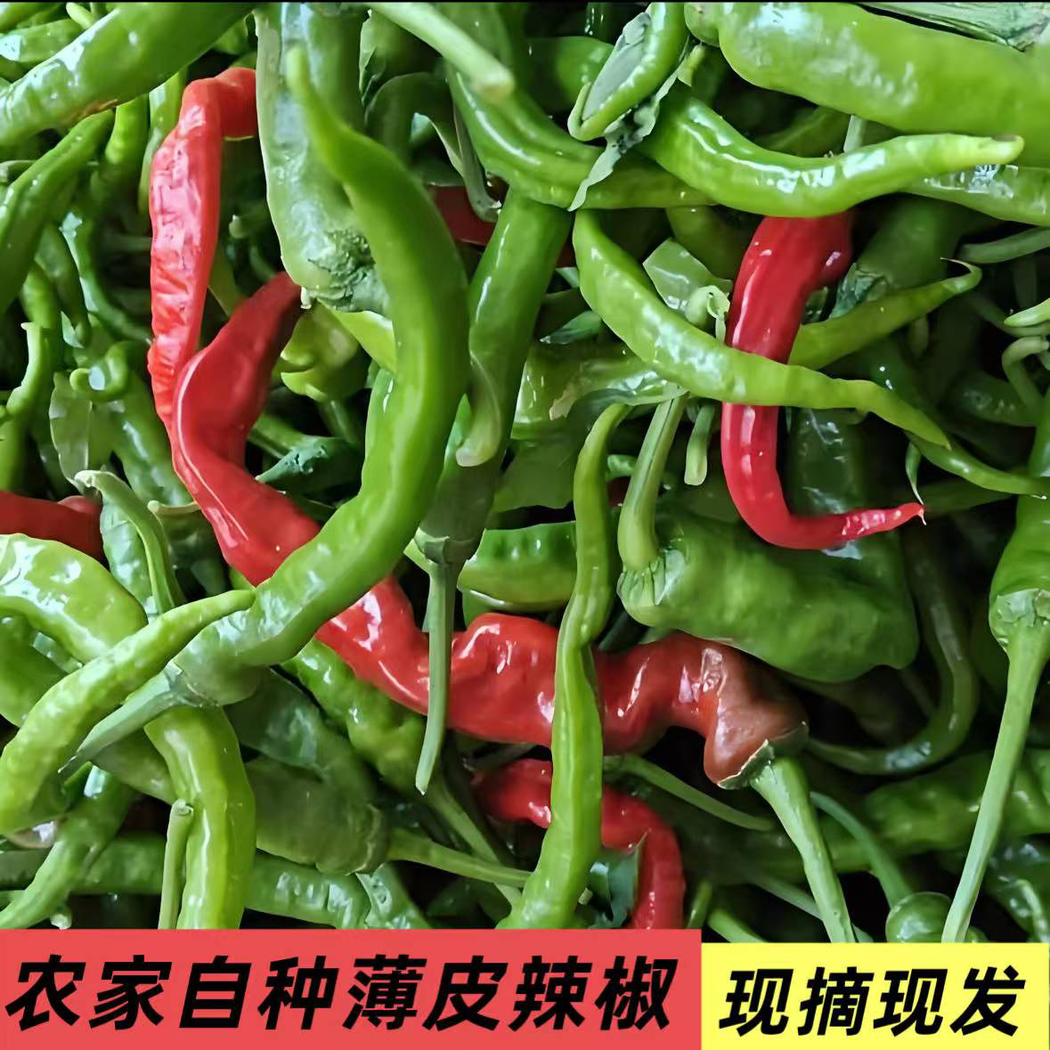 新鲜薄皮辣椒香辣正宗本地农家自种现摘现发农家菜