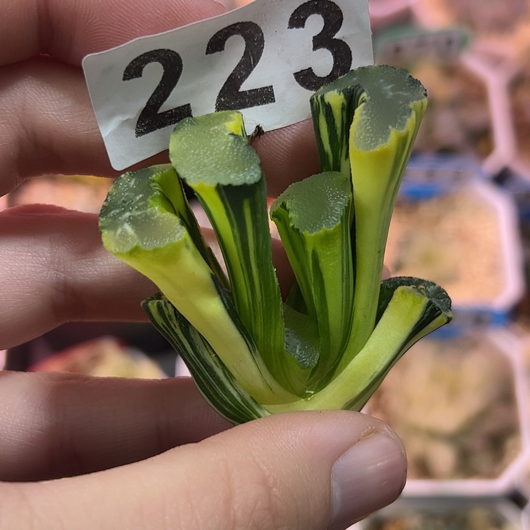 大海原锦十二卷多肉植物满