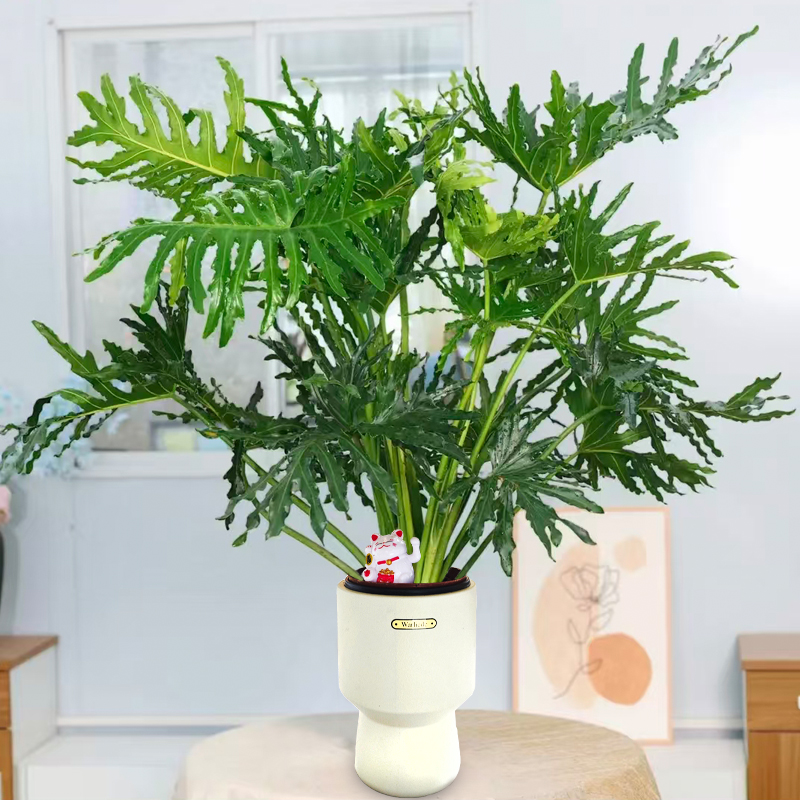 罗马高脚盆土培春羽绿植水培室内客厅花卉桌面盆栽净化空气美化