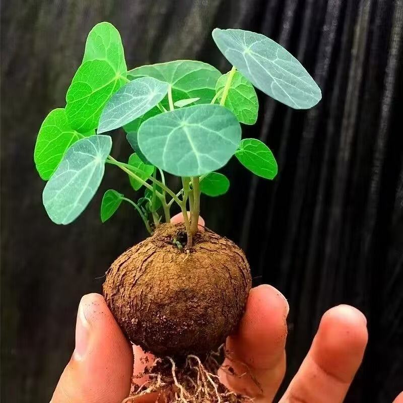 山乌龟金不换植物盆栽圆叶爬藤适合室内桌面水培绿植花卉