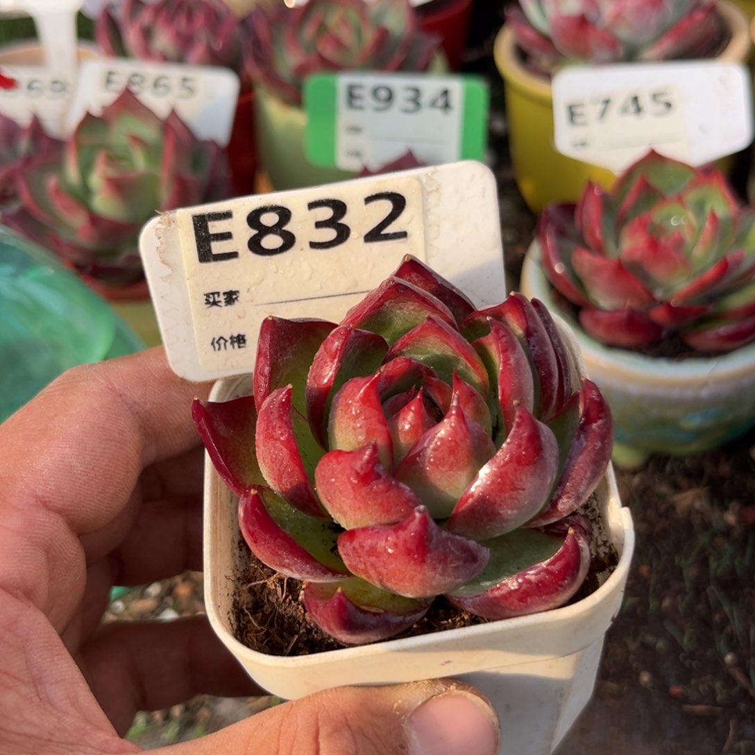 惊鸿一瞥832号多肉