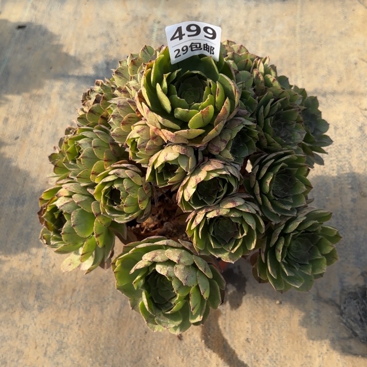 万拉丝……多肉植物……